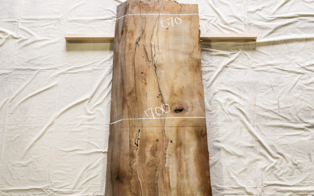 木種不明　1920mm