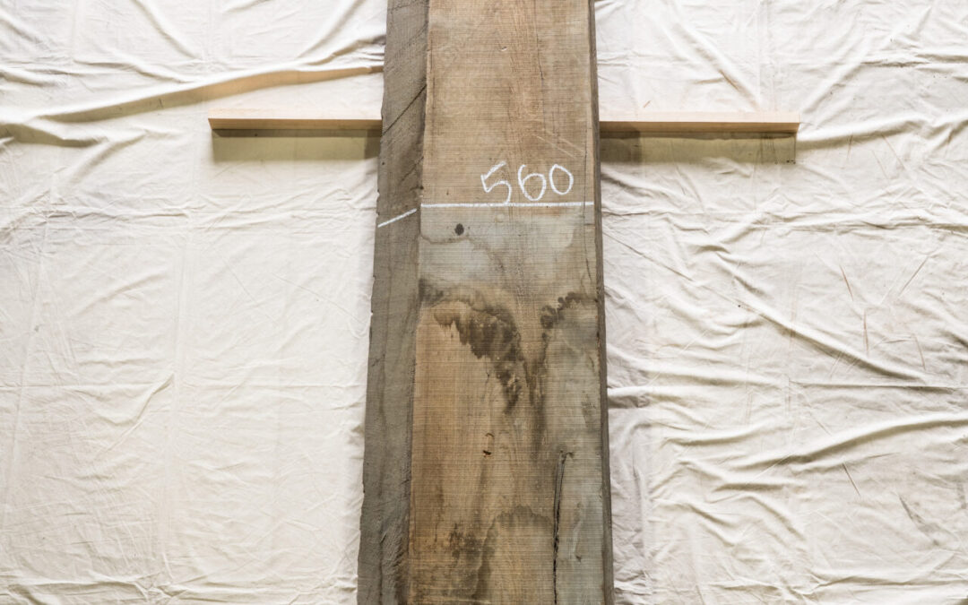 木種不明　2570mm