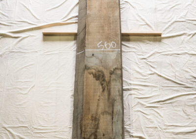 木種不明　2570mm