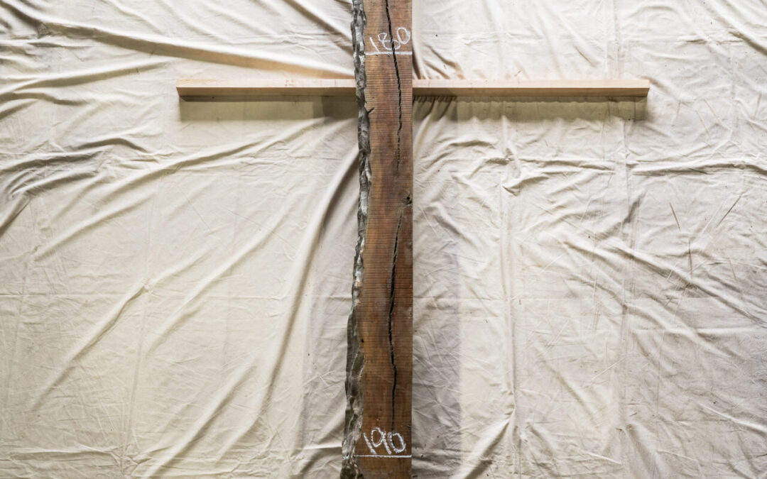 木種不明　3080mm