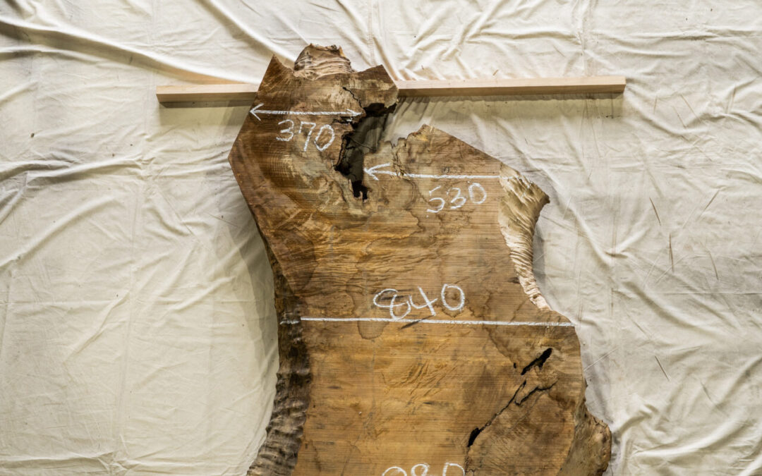 木種不明　1700mm