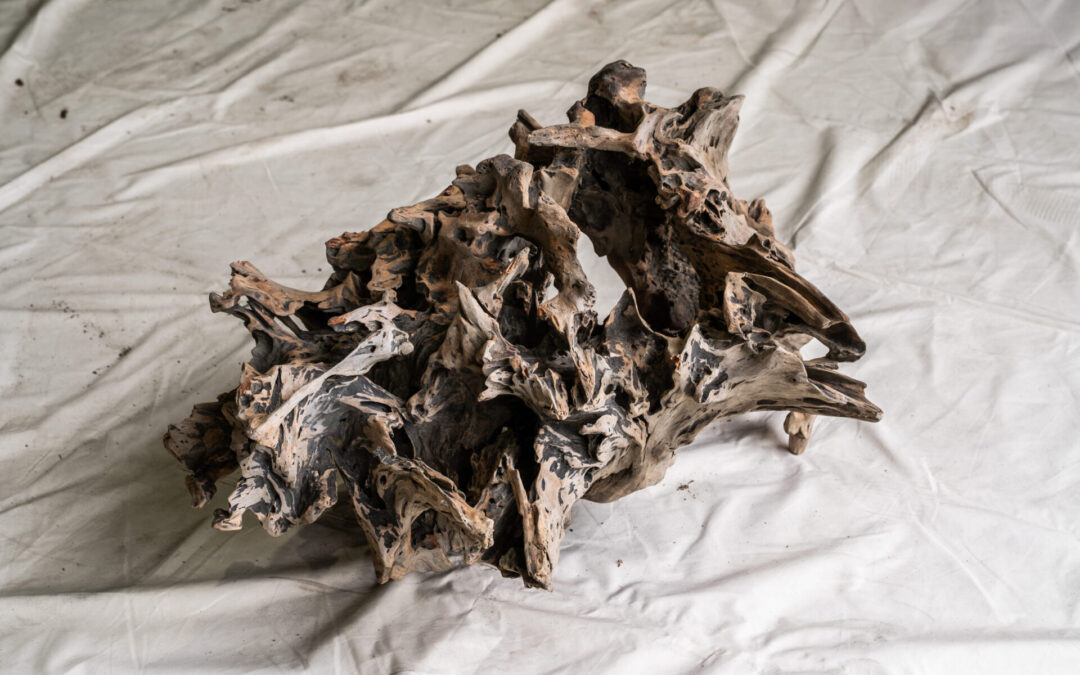 木種不明　600mm