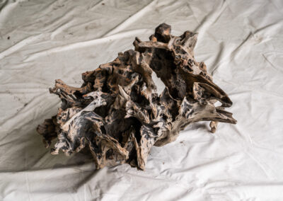 木種不明　600mm