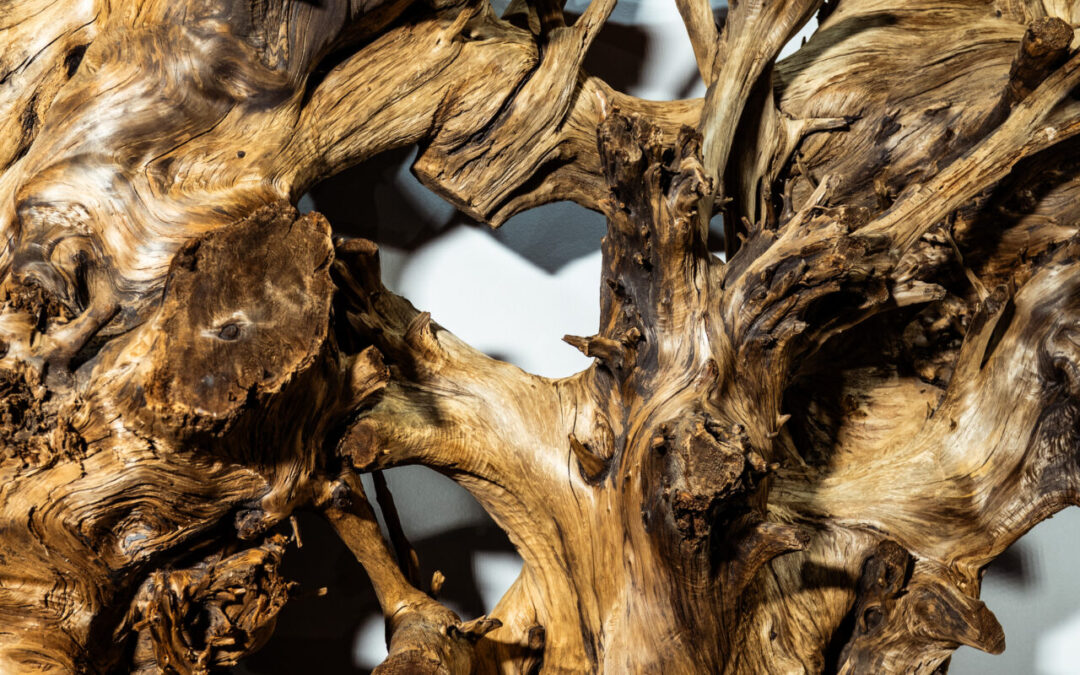 木種不明　1600mm