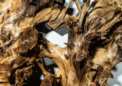 木種不明　1600mm